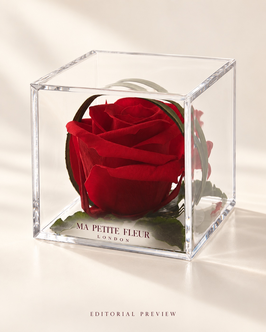 A rose, beautifully framed — reimagined archive design